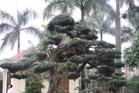 Bonsai, cay the, cây thế, triển lãm bonsai, trien lam bonsai